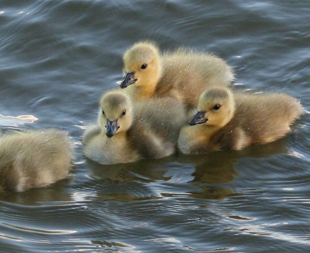 Canada Goose series #2 (Cropped More) by philipbouchard is licensed under CC BY-NC-ND 2.0